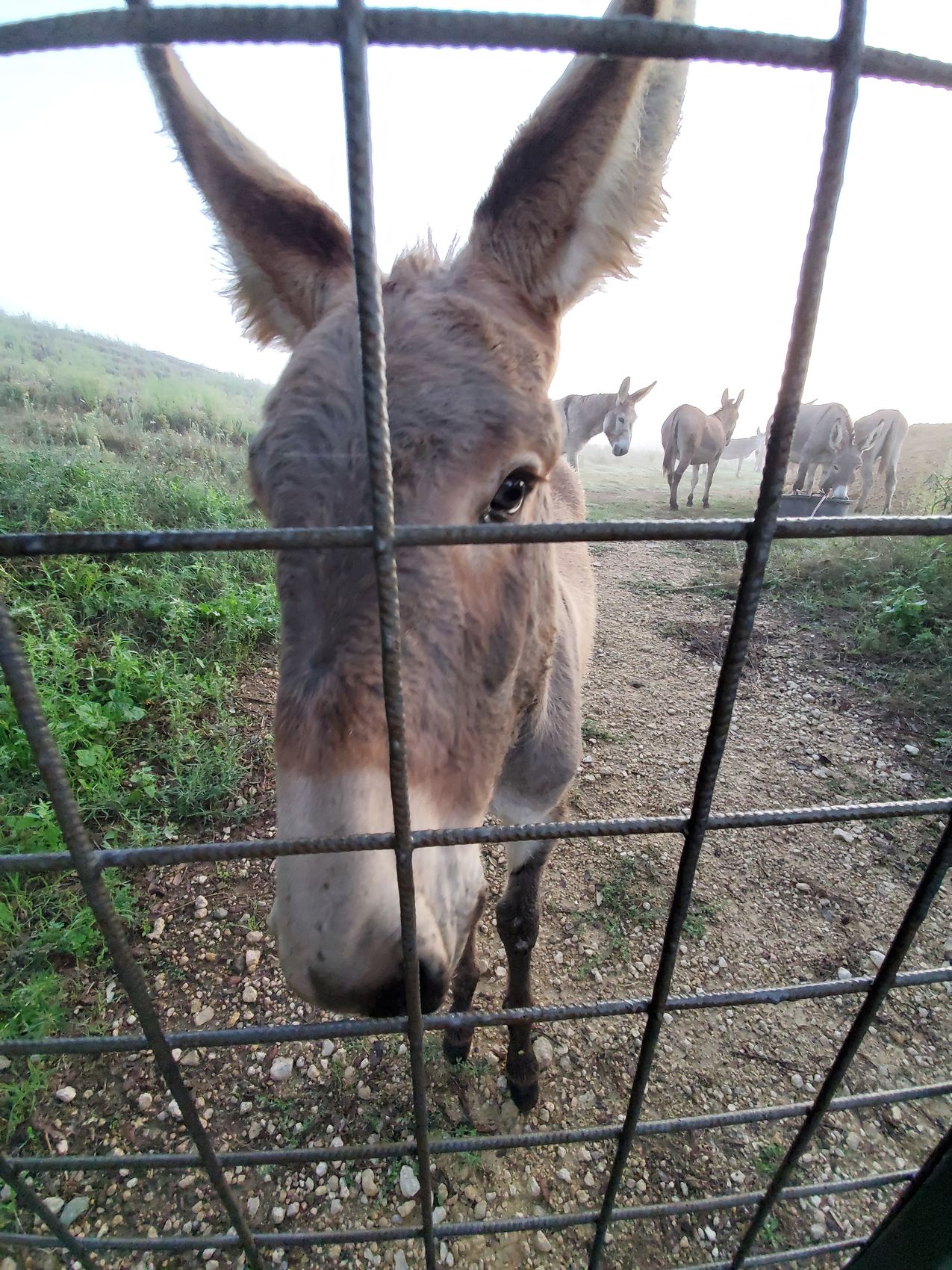A curious donkey looking through the fence of a pasture at the abbey, with more donkeys grazing behind.