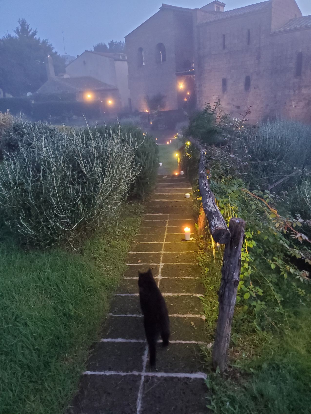 A lantern-lit stone path climbing toward the abbey at first light, with a black cat walking up the steps.